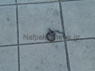 Φωτογραφία για Αιτωλοακαρνανία: Δηλητηριώδες φίδι μέσα στα αποδυτήρια του κλειστού γυμναστηρίου Aντιρρίου