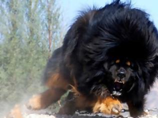 Φωτογραφία για Θιβετιανό Μαστίφ, το ακριβότερο είδος σκύλου!