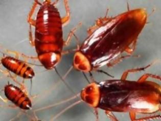 Φωτογραφία για Απέδρασαν ένα εκατομμύριο κατσαρίδες και απειλούν καλλιέργειες