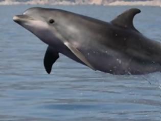 Φωτογραφία για Πάνω από 100 θεάσεις δελφινιών στην περιοχή του Ιονίου και του Αμβρακικού καταγράφηκαν μέσα σε ένα χρόνο!