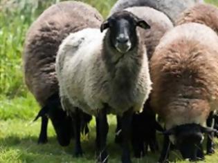 Φωτογραφία για Υποψία για κρούσματα ευλογιάς σε πρόβατα στον Έβρο