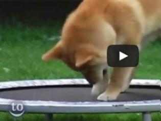 Φωτογραφία για Όταν τα ζώα ανακαλύπτουν το τραμπολίνο [Video]