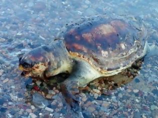 Φωτογραφία για Βρήκε νεκρή χελώνα Caretta Caretta στα Πολιτικά
