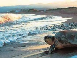Φωτογραφία για Νεκρή χελώνα καρέτα-καρέτα