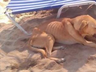 Φωτογραφία για Ηράκλειο: Σκελετωμένα σκυλιά στην παραλία της Αμνισού