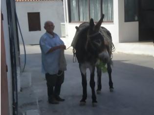 Φωτογραφία για Γάιδαρος… τελευταίο μοντέλο!