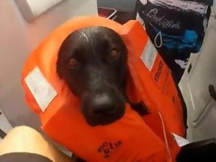 Φωτογραφία για Σκύλος κολυμπάει με δελφίνια! [Video]
