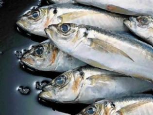 Φωτογραφία για Υγεία: Λιπαρά ψάρια εναντίον του καρκίνου
