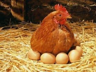 Φωτογραφία για Αβγό κότας έκανε σπάνιο πτηνό