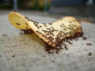 Φωτογραφία για Απαλλάξου από τα μυρμήγκια με 3 απλά tips!