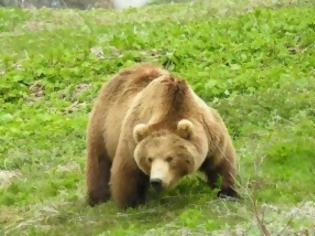 Φωτογραφία για Αρκούδες κατασπαράζουν ζωικό κεφάλαιο στον Λειβαδίτη Ξάνθης