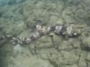Φωτογραφία για Εντοπίστηκε νέο είδος καρχαρία που... περπατάει [video]