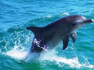 Φωτογραφία για Δελφίνια ''έπαιζαν'' σε παραλία της Nαυπάκτου - Άναυδοι οι λουόμενοι