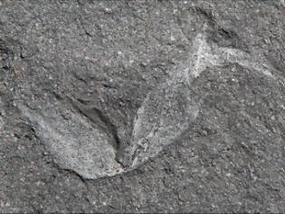 Φωτογραφία για Απολίθωμα σκορπιού ηλικίας 360 εκατομμυρίων ετών