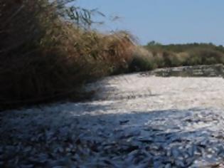 Φωτογραφία για Tρομακτικό θέαμα στη λίμνη Ισμαρίδα – Δέκα τόνοι νεκρά ψάρια από άγνωστη αιτία