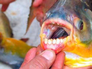 Φωτογραφία για Ψάρι που τρώει ανθρώπινους όρχeις, βρέθηκε στο Σηκουάνα