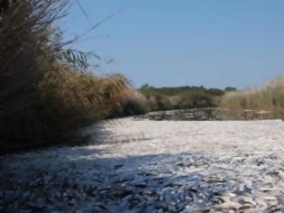 Φωτογραφία για Χιλιάδες νεκρά ψάρια «καλύπτουν» την λίμνη Ισμαρίδα