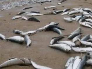 Φωτογραφία για Κίνα: Τοξικά απόβλητα εργοστασίου σκότωσαν εκατοντάδες χιλιάδες ψάρια