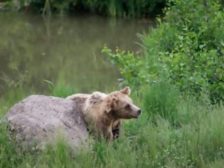 Φωτογραφία για Κυνηγητό με την... αρκούδα, για 2 Τρικαλινούς βοσκούς