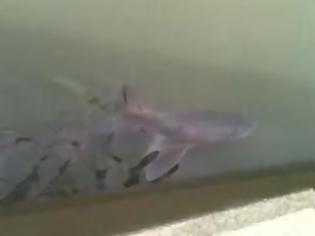 Φωτογραφία για Βρετανία: Καρχαρίας μέσα σε ποταμό του Έσσεξ