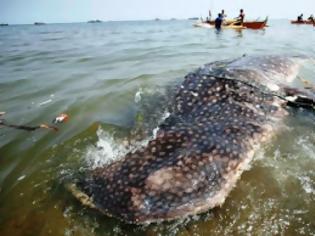 Φωτογραφία για Νεαρός φαλαινοκαρχαρίας νεκρός στις Φιλιππίνες