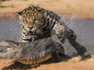 Φωτογραφία για Συγκλονιστικές εικόνες: Ιαγουάρος τα βάζει με αλιγάτορα