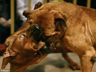 Φωτογραφία για Πάτρα: Σκυλιά θυσιάζονται για να τζογάρουν «άρρωστοι»! - Χιλιάδες ευρώ στις κυνoμαχίες
