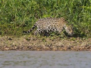 Φωτογραφία για Απίστευτες εικόνες από την επίθεση ενός jaguar σε αλιγάτορα