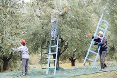 Κοροϊδεύει το υπουργείο τους αγρότες για τα δικαιώματα...