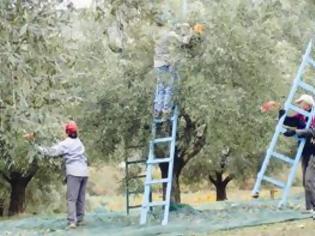 Φωτογραφία για Κοροϊδεύει το υπουργείο τους αγρότες για τα δικαιώματα...