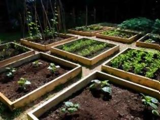 Φωτογραφία για Δήμος Αμαρουσίου - Δημοτικοί λαχανόκηποι