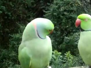 Φωτογραφία για VIDEO: Διάλογος μεταξύ... παπαγάλων!