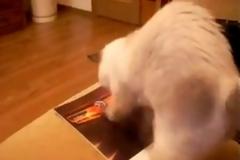VIDEO: Περιοδικό κερδίζει ... γατάκι!!!