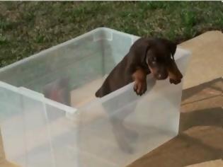 Φωτογραφία για VIDEO: Σκυλάκια τα βάζουν με… κουτιά!