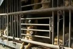 Δέχθηκε επίθεση από αγέλη αδέσποτων σκύλων