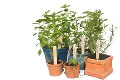 Kitchen Gardening-Kηπουρική κουζίνας