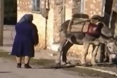 Δείτε το ΑΠΙΣΤΕΥΤΟ ΒΙΝΤΕΟ με τον γάιδαρο που μιλάει στους περαστικούς!