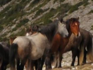 Φωτογραφία για Σκότωσαν εννέα άγρια άλογα στην Κορινθία!