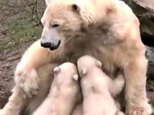 Φωτογραφία για VIDEO: Τα πιο γλυκά πολικά αρκουδάκια!!!