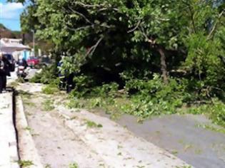 Φωτογραφία για Δέντρο καταπλάκωσε αυτοκίνητο στην Κέρκυρα