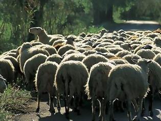 Φωτογραφία για Έκλεψαν πρόβατα και αρνιά…