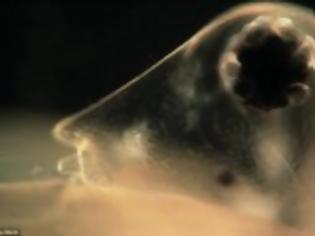 Φωτογραφία για Σοκαριστικές φωτογραφίες από μικροσκόπιο – Αυτά τα “τέρατα” είναι μέσα στο νερό που πίνουμε
