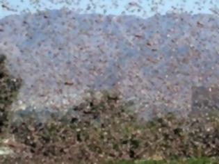 Φωτογραφία για Επίθεση ακρίδων σε περιοχές της Αχαΐας