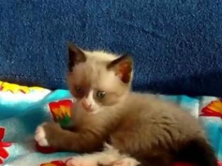 Φωτογραφία για VIDEO: Ένα γλυκύτατο παιχνιδιάρικο γατάκι!
