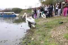 Επέστρεψε στη φύση ο αργυροπελεκάνος που είχε πέσει σε κώμα από το αλκοόλ
