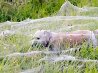 Φωτογραφία για Μακάβρια εισβολή χιλιάδες αράχνες στην Αυστραλία!!! (Φώτο)