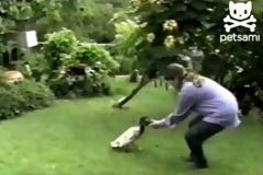 Η πάπια που νομίζει ότι είναι σκύλος! [Video]