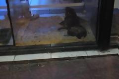 Διέρρηξαν pet shop για να κλέψουν σκυλιά