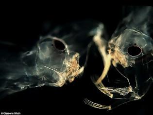 Φωτογραφία για Αυτά τα τέρατα είναι μέσα στο νερό που πίνουμε-Σοκάρουν οι φωτογραφίες από μικροσκόπιο