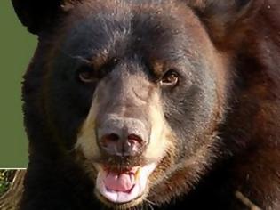Φωτογραφία για Αρκούδα επιτέθηκε και τραυμάτισε 65χρονο γεωργό στην Ασπρούλα Βοΐου!
